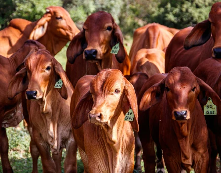 Aplicativo para pesar gado e animais