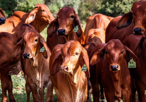 Aplicativo para pesar gado e animais